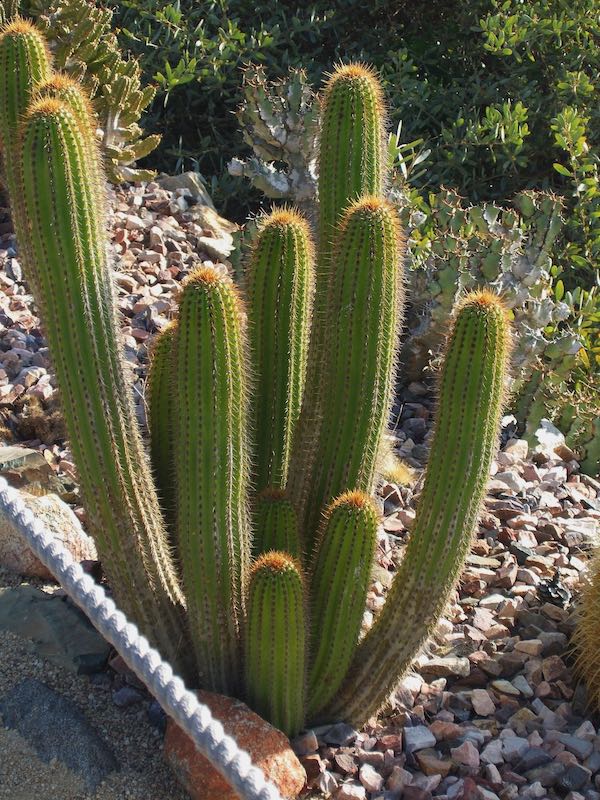 Cactus