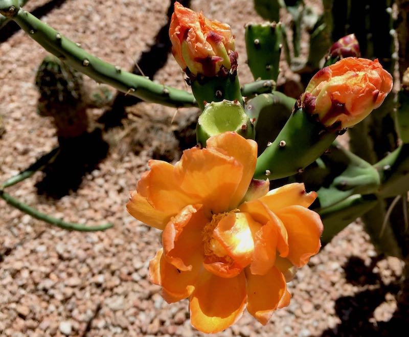 Cactus with Flower 7