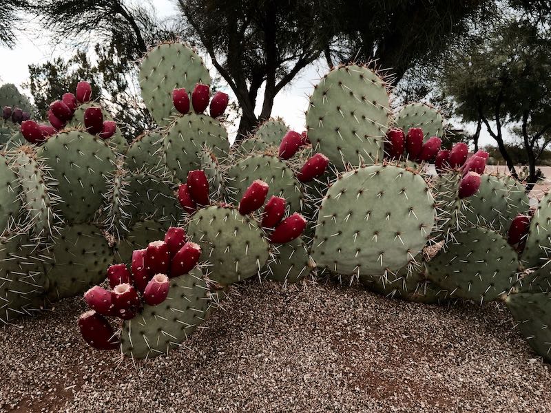 Cactus with Flower 6