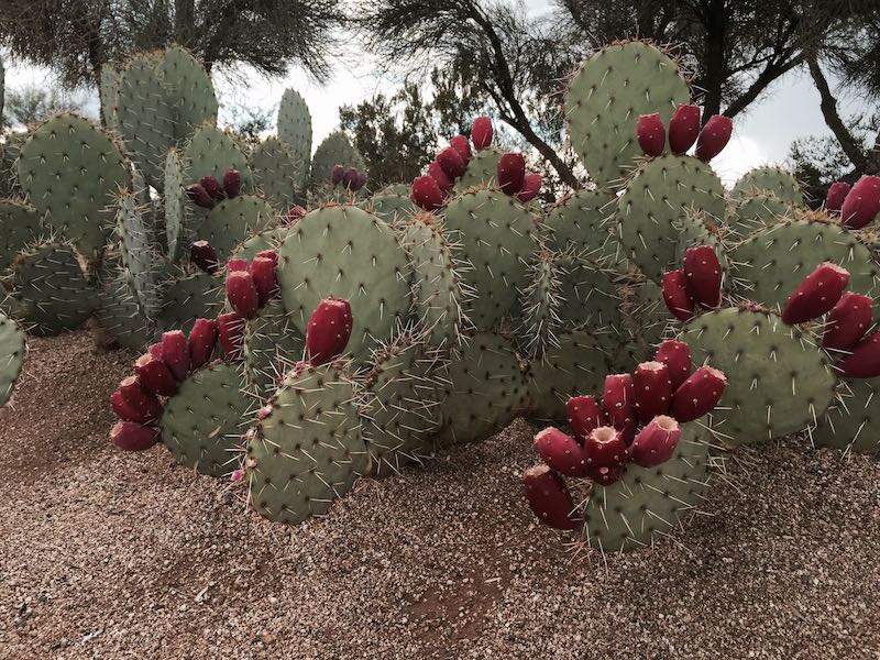 Cactus with Flower 5