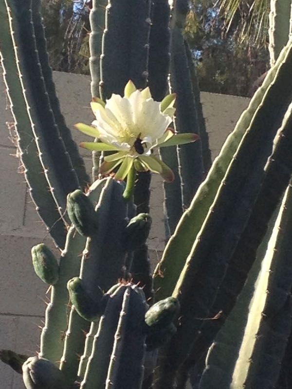 Cactus with Flower 2