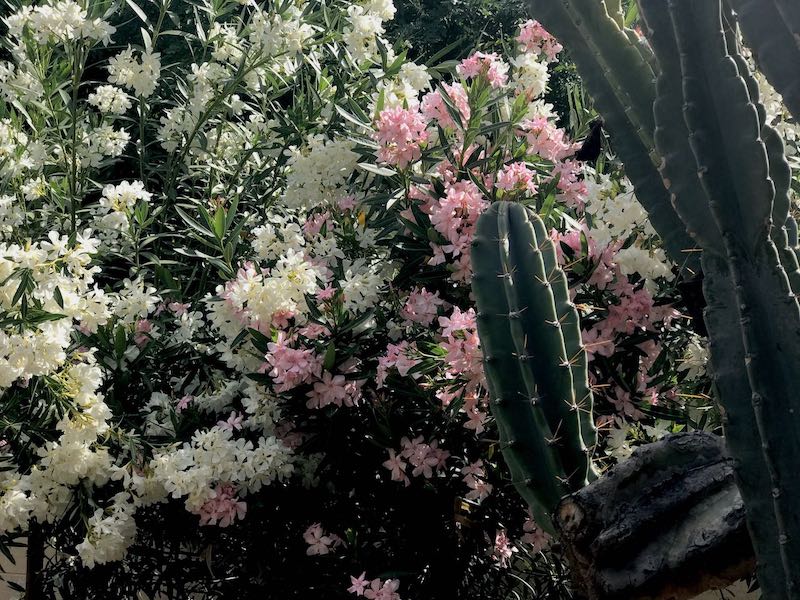 Cactus with Flower 4