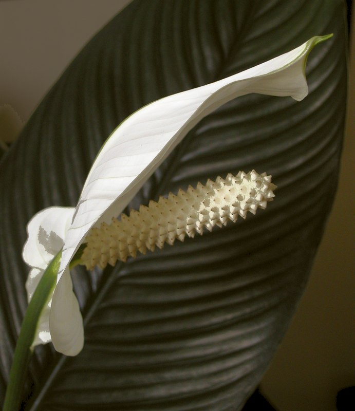 Floral Lingam