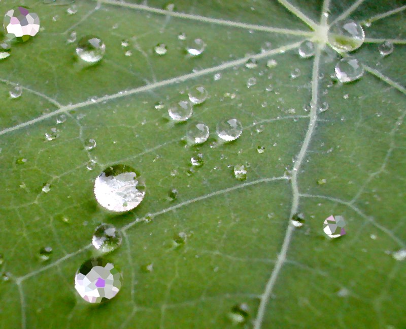 Raindrops on Leaf