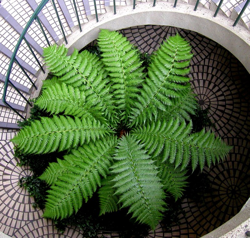 Fern in Stairwell